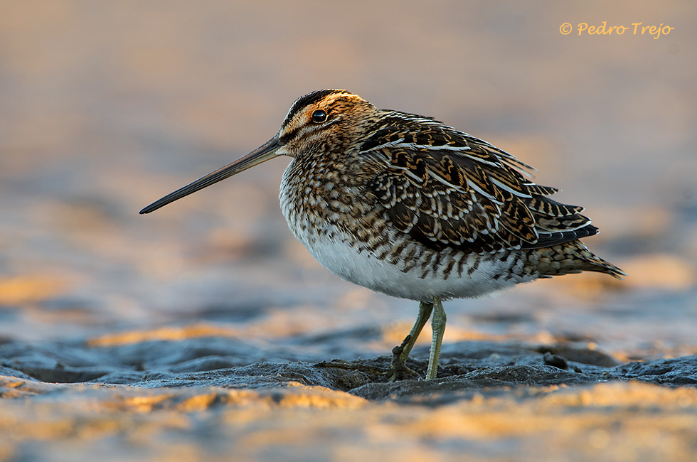 Agachadiza común (Galinago gallinago)